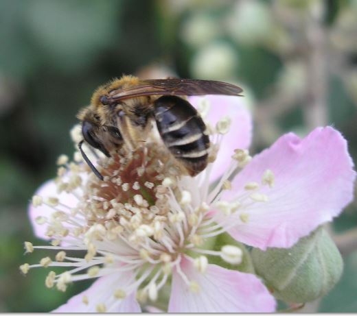 Abeja en flor de zarzamora