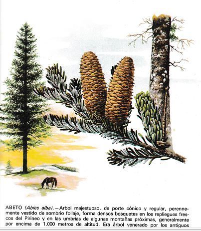 Miel o mielato de abeto