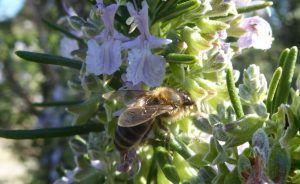 Abeja disfrutando la flor de romero