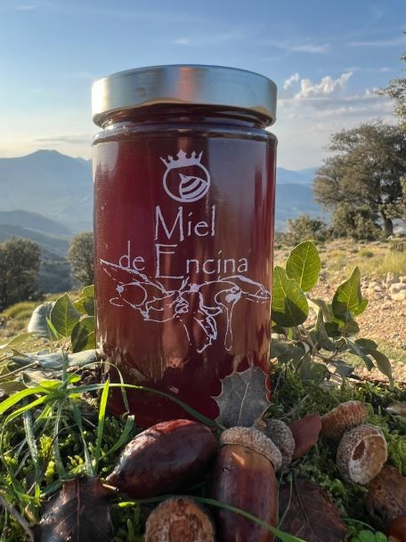 Miel de encina 2024 de Among Bees