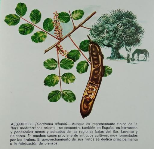 Información sobre el árbol algarrobo