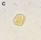 Polen de Ceratoni siliqua
