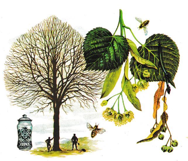 El árbol del tilo y la miel de tilo