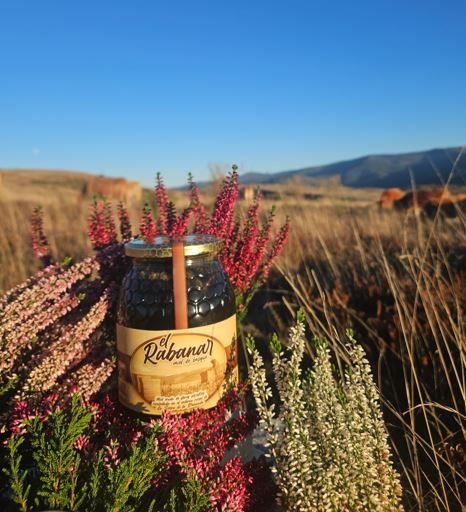 Miel de bosque 2025 de El Rabanar
