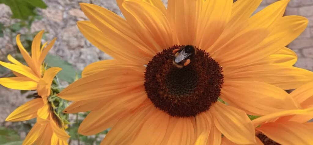 Abejorro en flor de girasol. No solo las abejas visitan al girasol