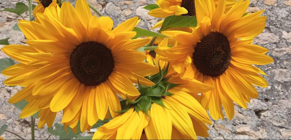 Miel de girasol, una miel que hay que cuidar